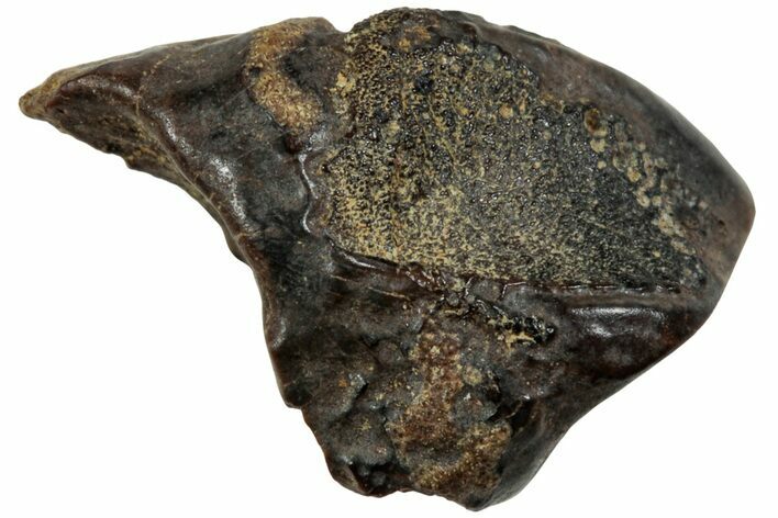 Fossil Dinosaur (Triceratops) Tooth - Montana #234694